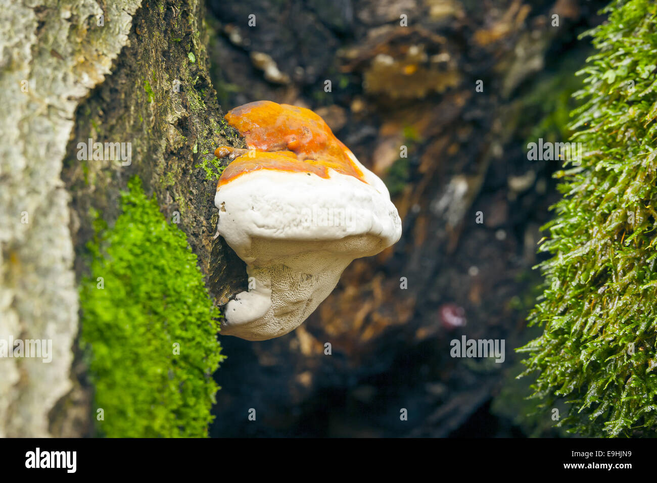 Testa a fungo ad albero Foto Stock