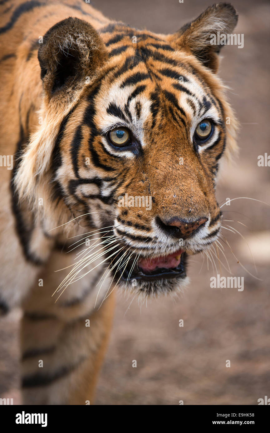 Colpo alla testa di un selvaggio tiger in secco habitat decidui di Ranthambhore riserva della tigre Foto Stock