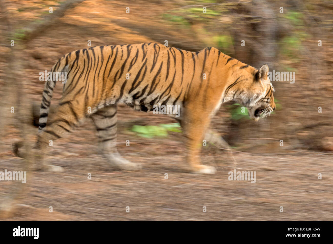 Panoramica di una tigre in foreste secche di Ranthambore riserva della tigre Foto Stock