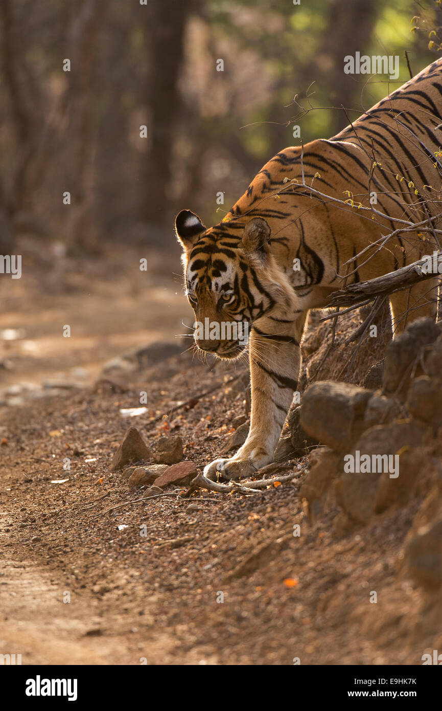 Tiger passeggiate in foresta secca habitat decidui di Ranthambhore Foto Stock