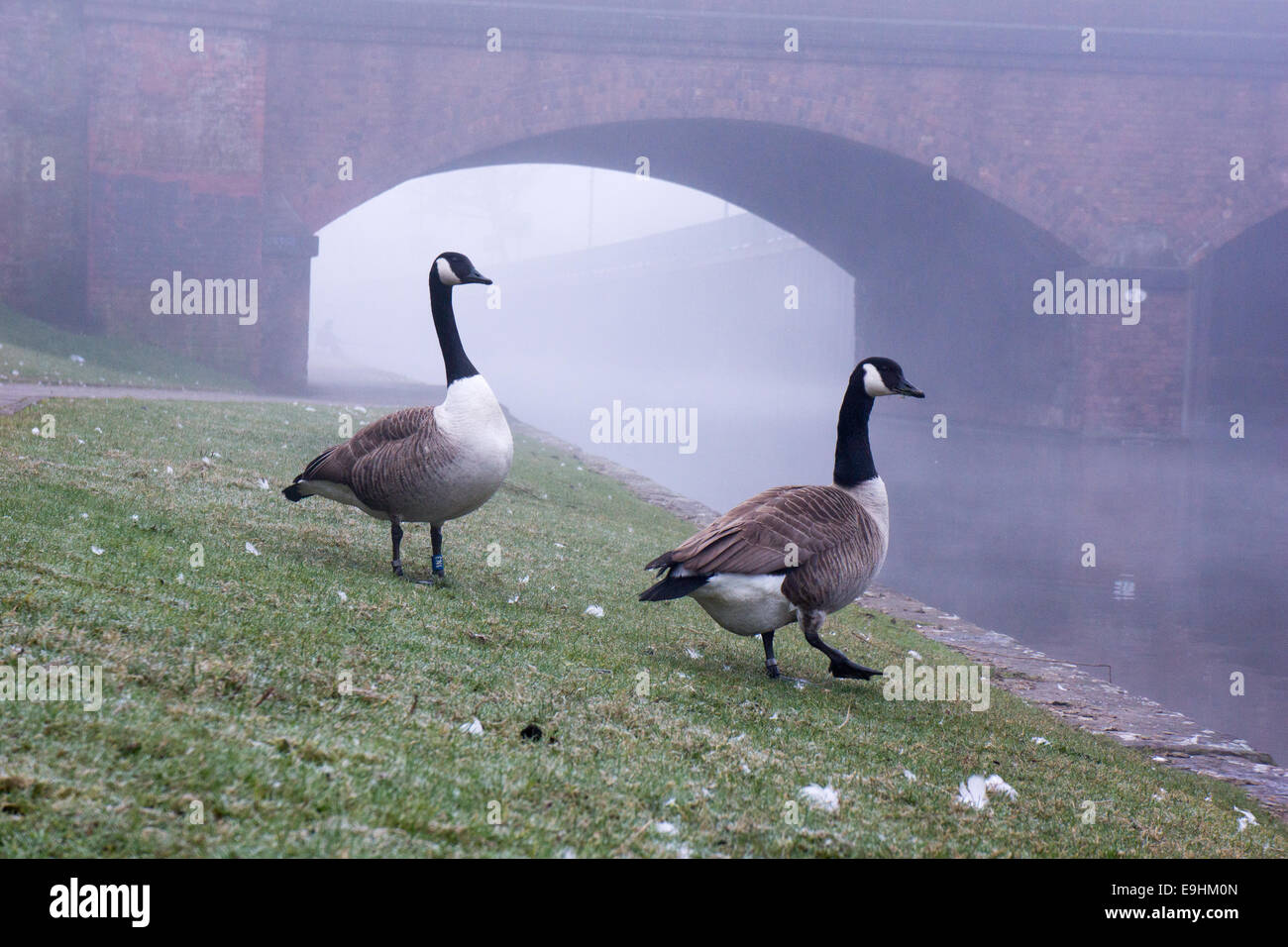 Oche del Canada che camminano accanto a un canale nebbioso a Nottingham, con un ponte in mattoni che si innalza attraverso la nebbia mattutina. Foto Stock