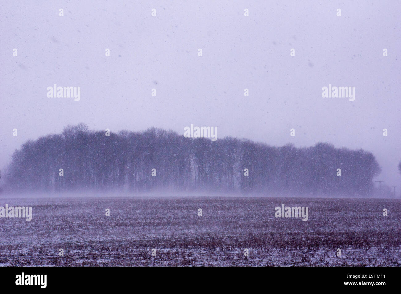 Tempesta di neve che attraversa un campo verso una lontana linea di alberi, creando un freddo e suggestivo paesaggio invernale. Foto Stock
