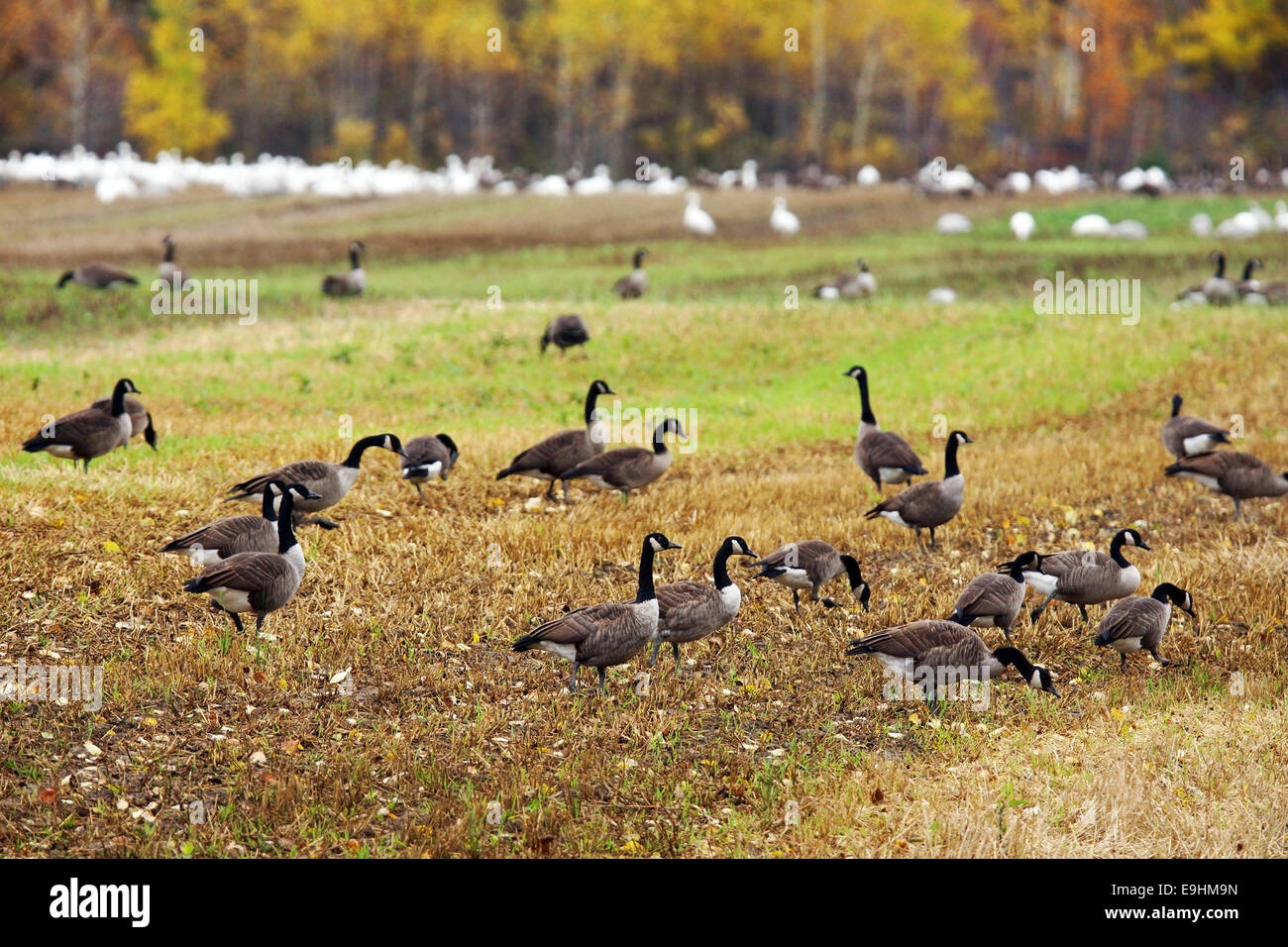 Il canadese e le oche delle nevi alimentando in campo agricolo durante la migrazione di autunno Foto Stock