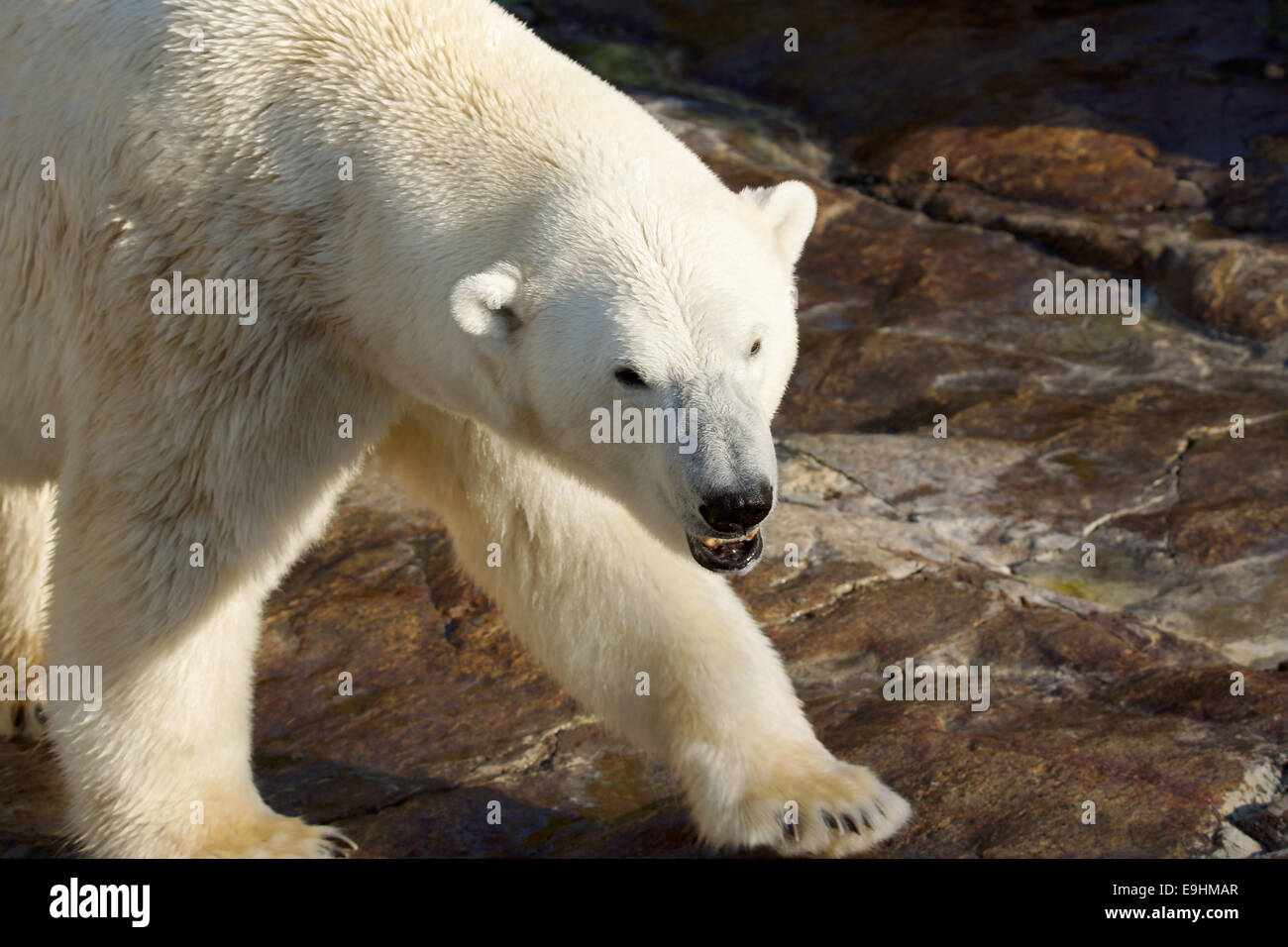Pericoloso orso polare, che mostra denti, passeggiate Foto Stock