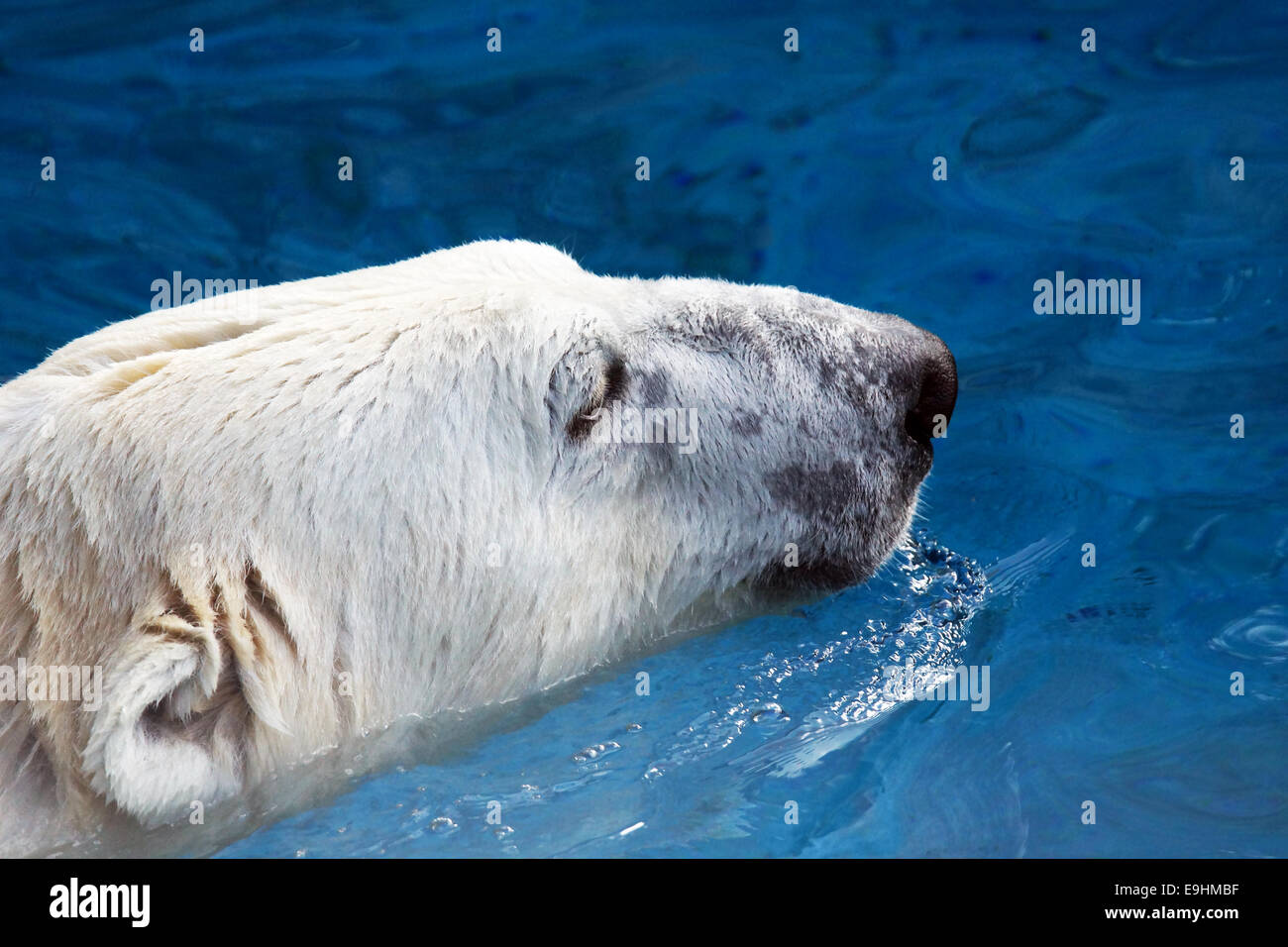 Nuoto orso polare, Ursus maritimus, testa sopra l'acqua blu Foto Stock