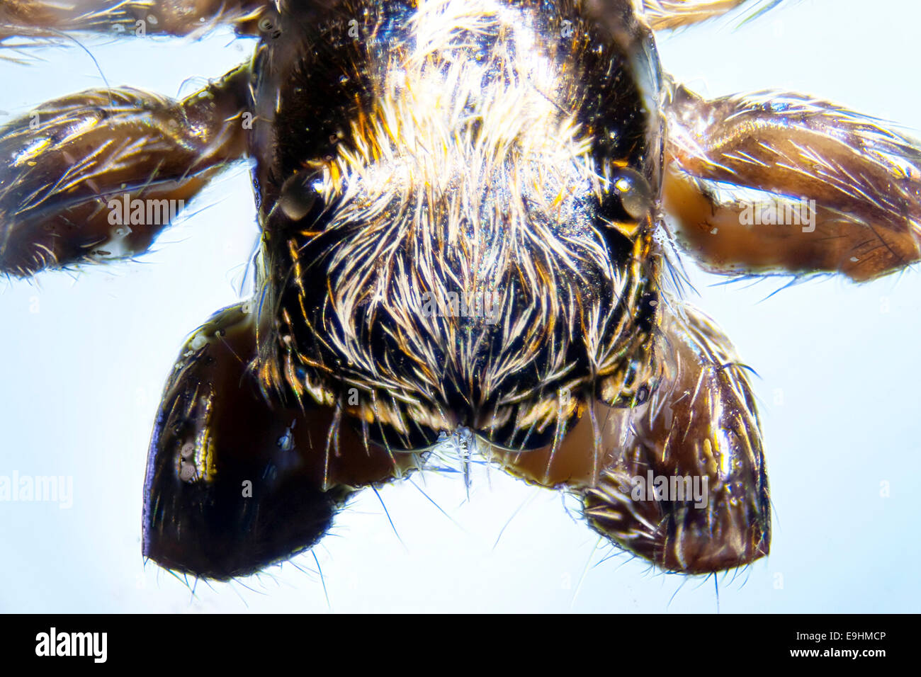 Microphoto: Dettaglio di un ragno Foto Stock