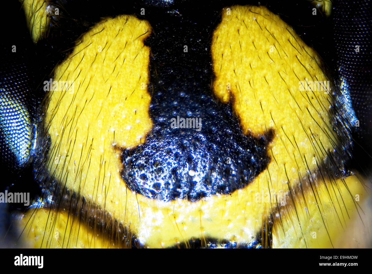 Microphoto: Dettaglio di una vespa Foto Stock