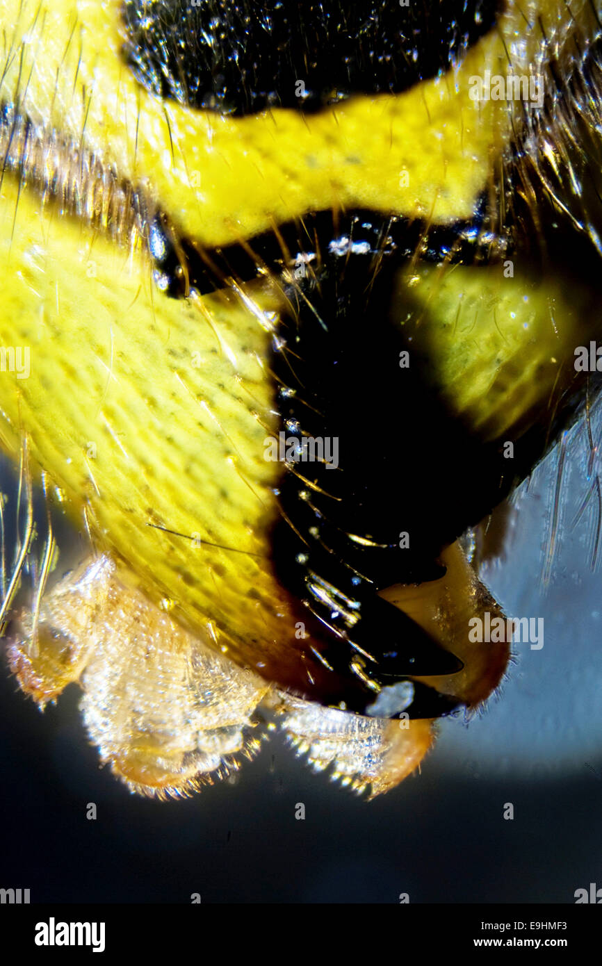 Microphoto: Dettaglio di una vespa Foto Stock