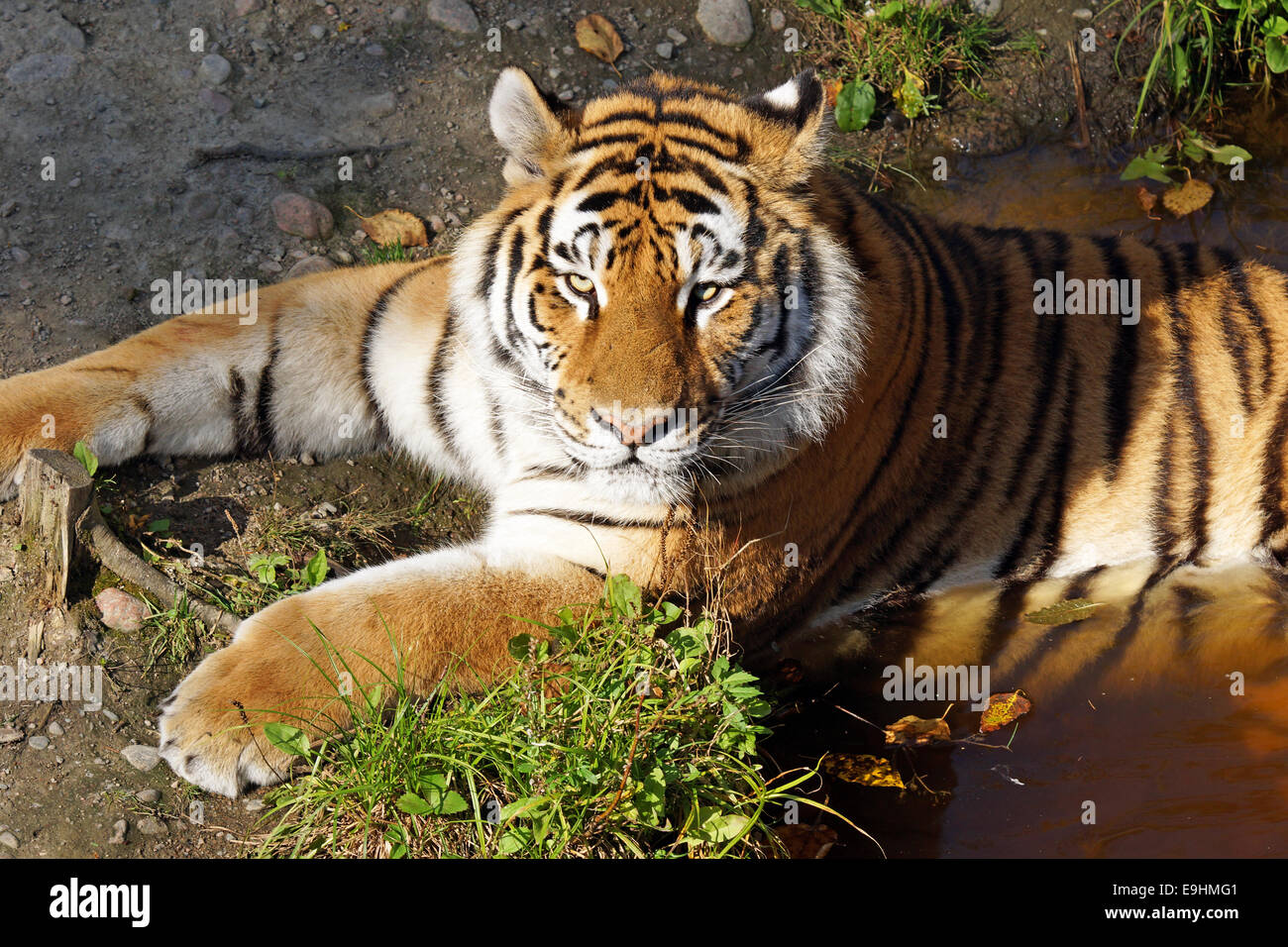 Siberiano o tigre di Amur mantenendo la metà fredda in un stagno Foto Stock