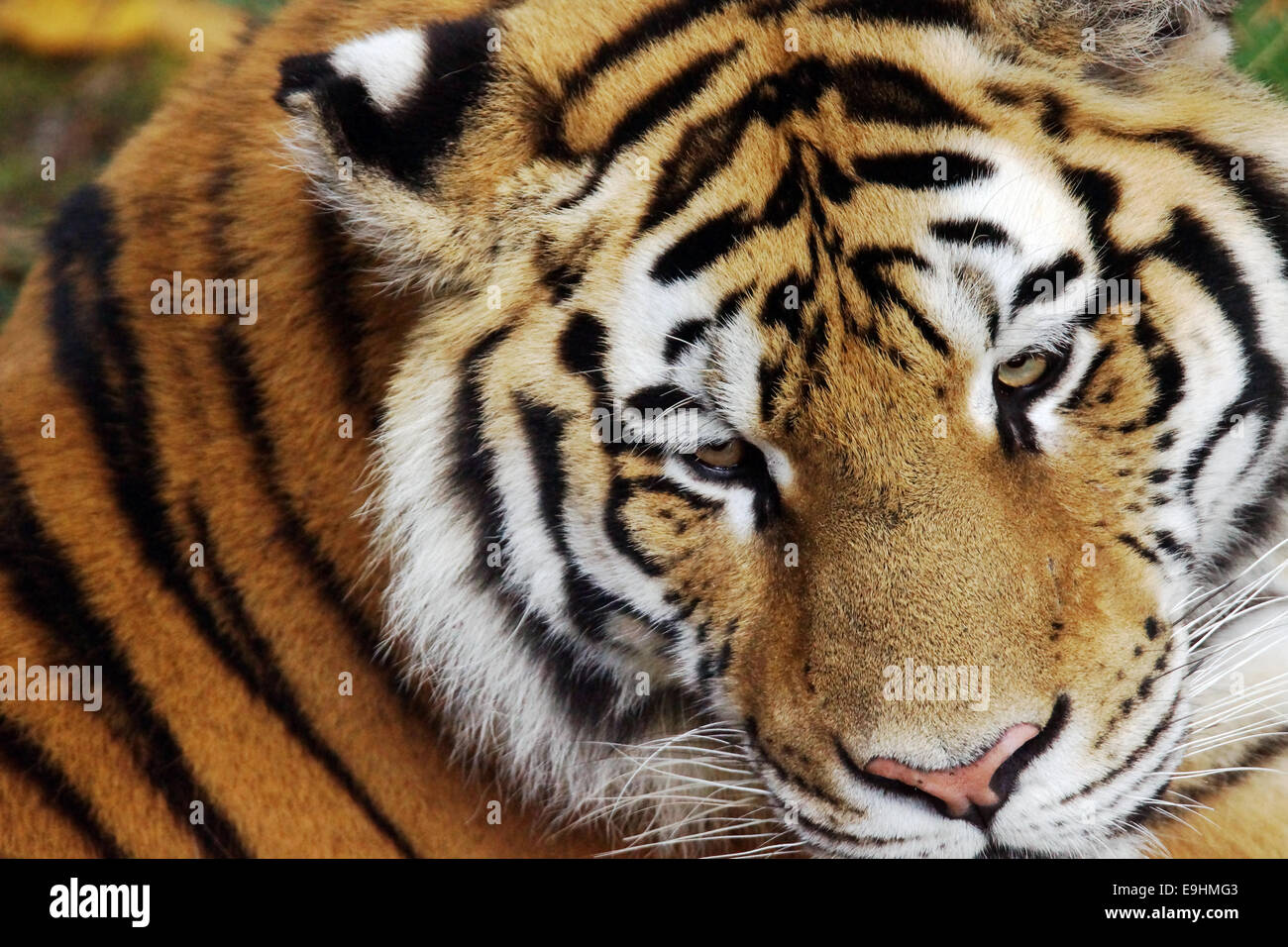 Closeup ritratto di un Siberiano o tigre di Amur, Panthera tigris altaica Foto Stock