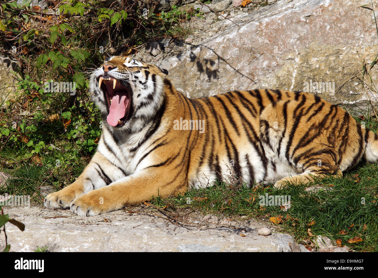 Sbadigliare siberiano o tigre di Amur, Panthera tigris altaica, posa al sole Foto Stock