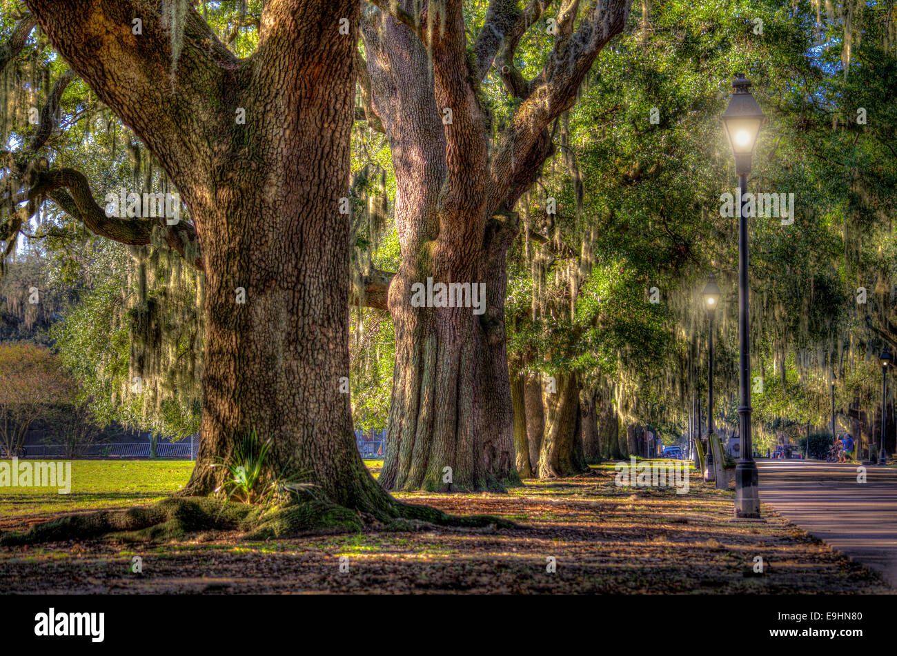 Parco di Savannah Foto Stock