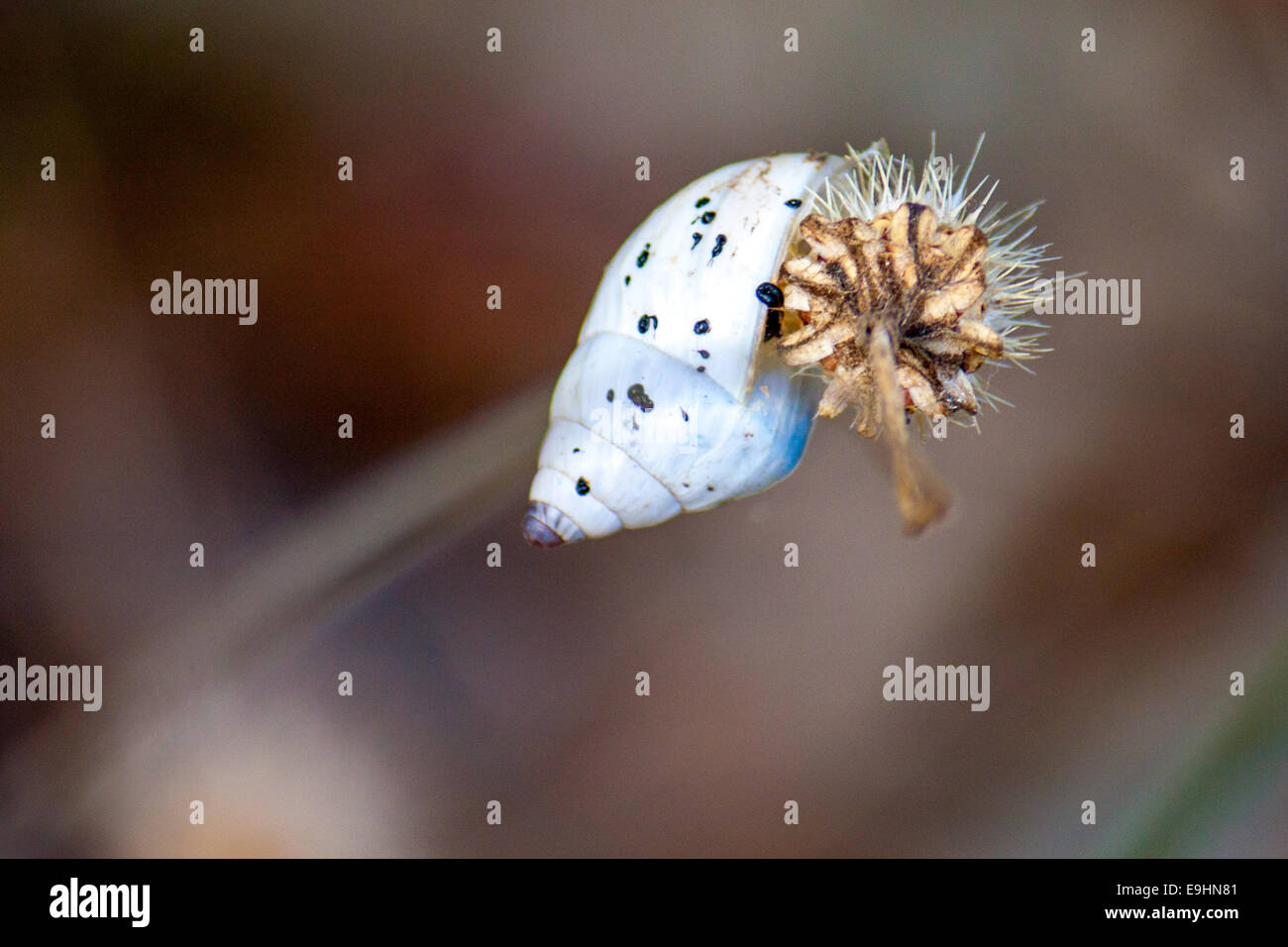 Snail attaccato al fiore Foto Stock