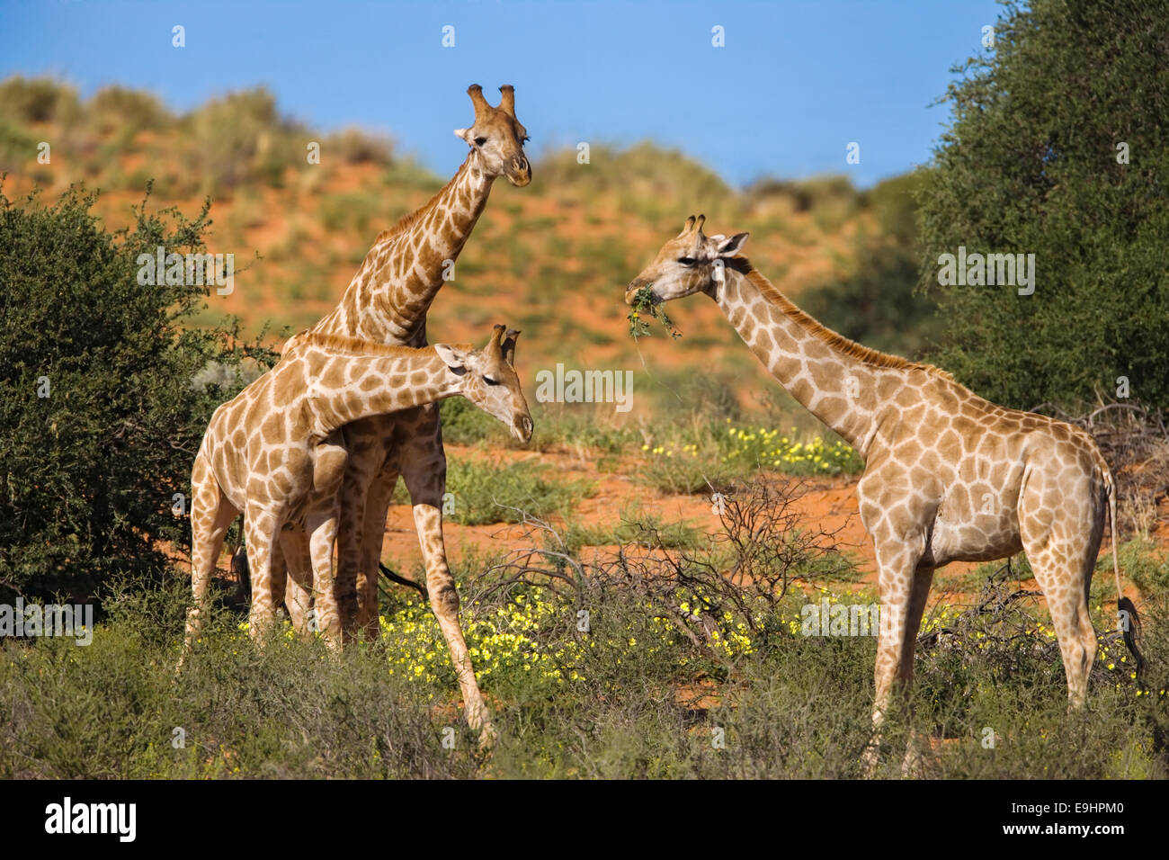 La giraffa, Giraffa camelopardalis, "necking", la creazione di una posizione dominante di gerarchia Kgalagadi Parco transfrontaliero, Sud Africa Foto Stock