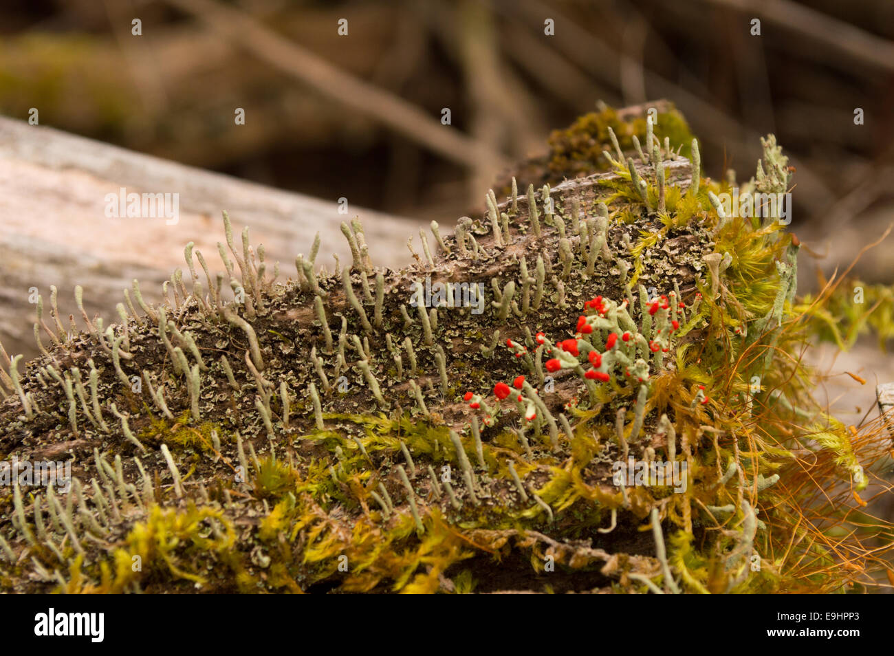 Il muschio cresce su un log con piccole gemme di colore rosso la germogliazione Foto Stock