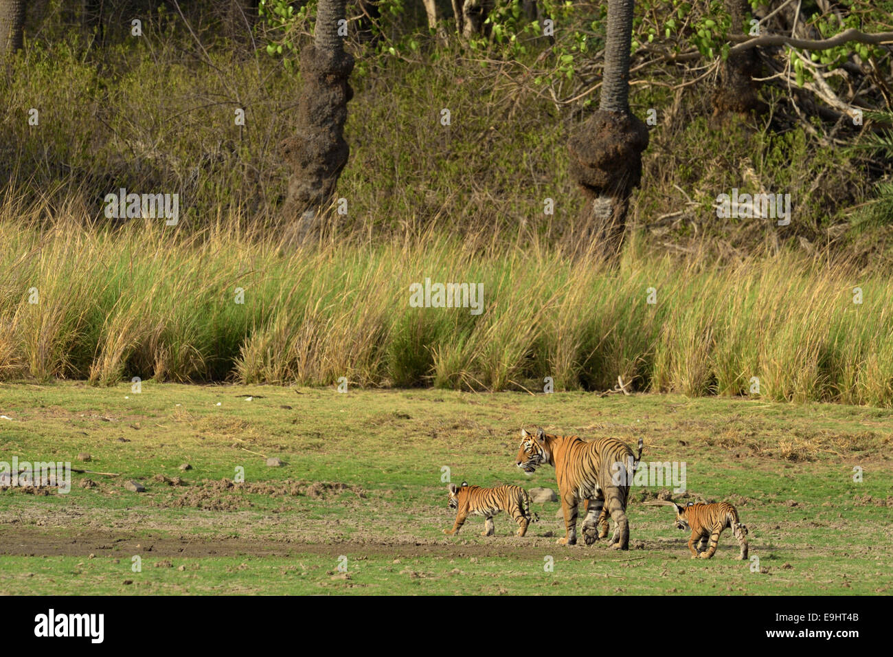 Wild Indian Tiger madre con i suoi giovani cubs in una dry lake bed in Ranthambhore Foto Stock