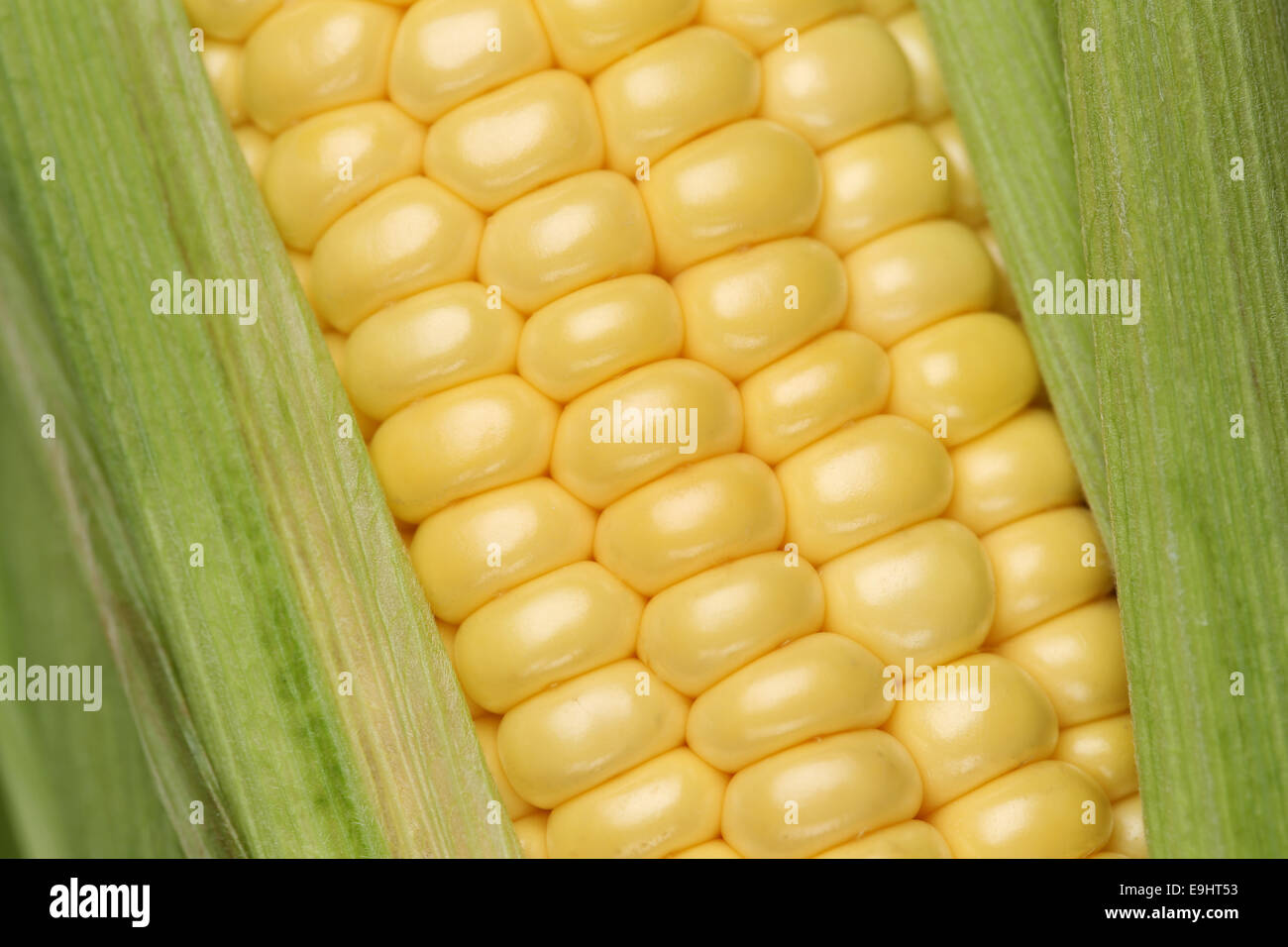 In prossimità di una pianta di mais in estate durante la mietitura Foto Stock