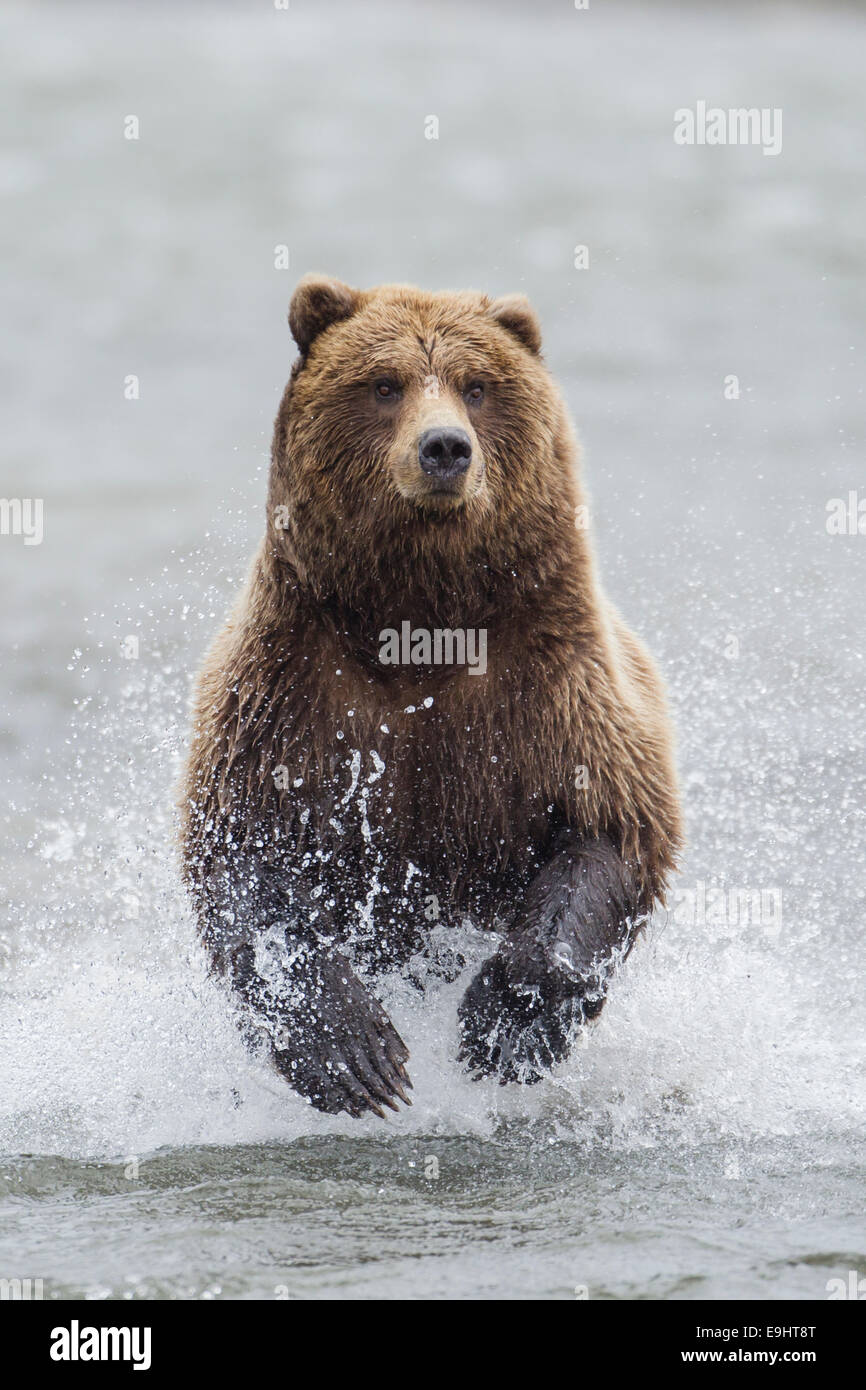 Alaskan orso bruno la carica attraverso il fiume a caccia di salmone Foto Stock