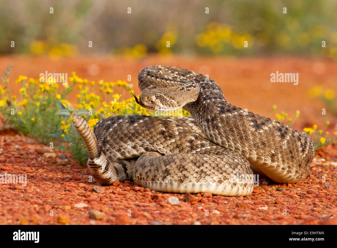 Western diamondback rattlesnake in Texas Foto Stock
