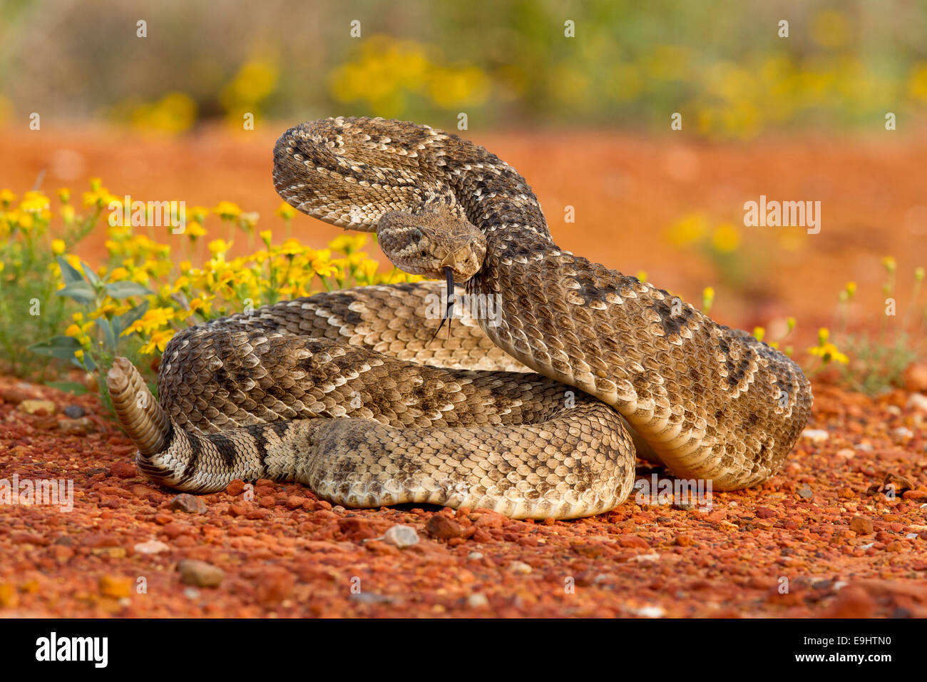 Rattlesnake in Texas Foto Stock