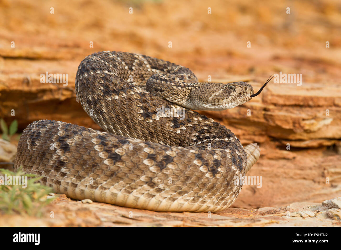Rattlesnake in Texas Foto Stock