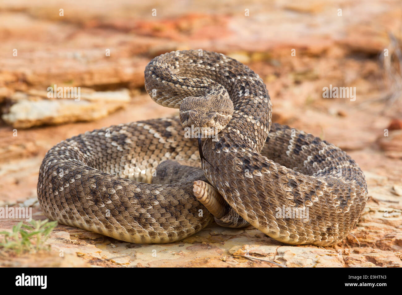 Rattlesnake in Texas Foto Stock