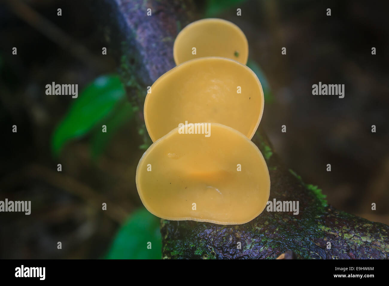 Champagne di funghi (funghi Cup) sulla natura dello sfondo. Foto Stock