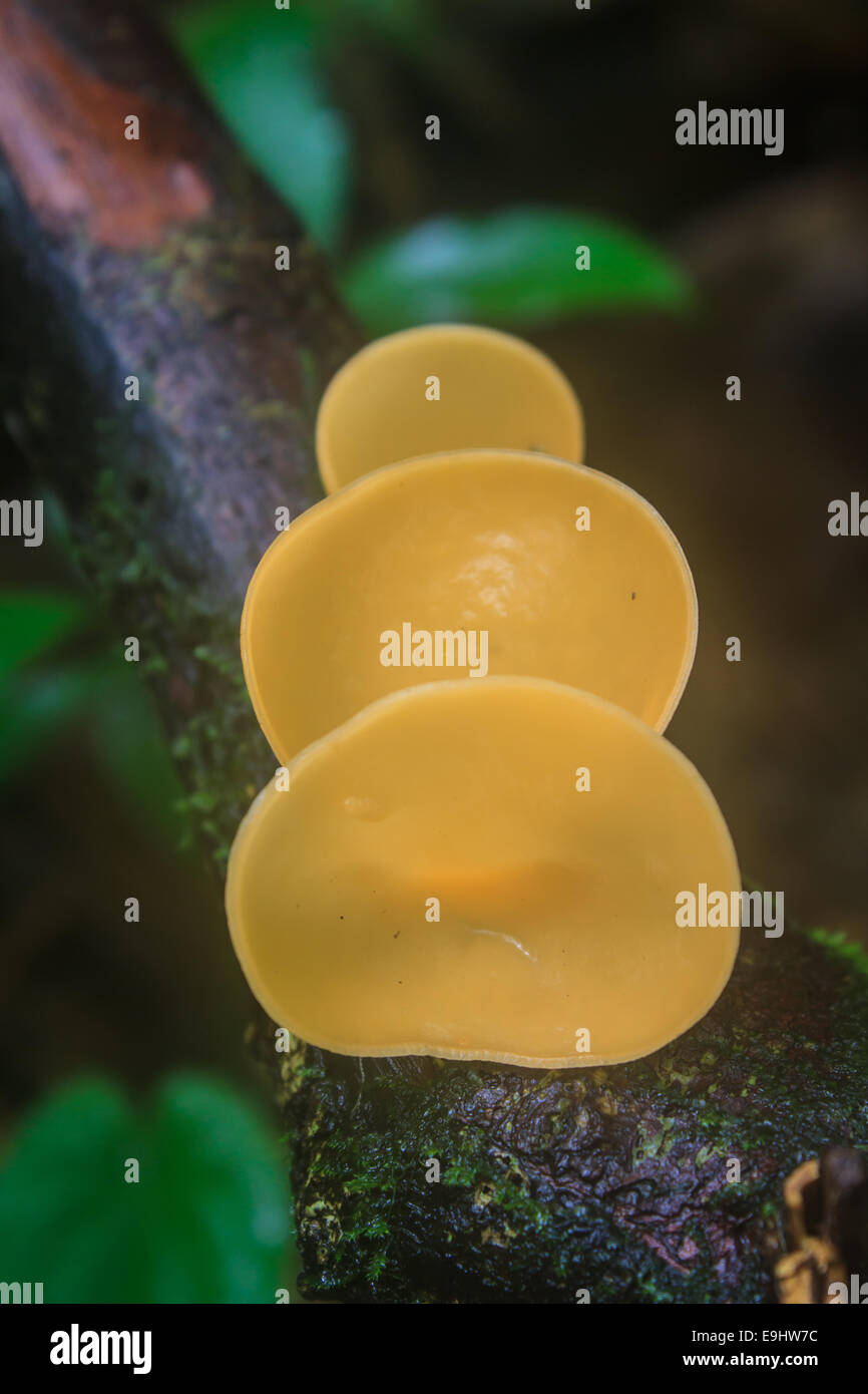 Champagne di funghi (funghi Cup) sulla natura dello sfondo. Foto Stock