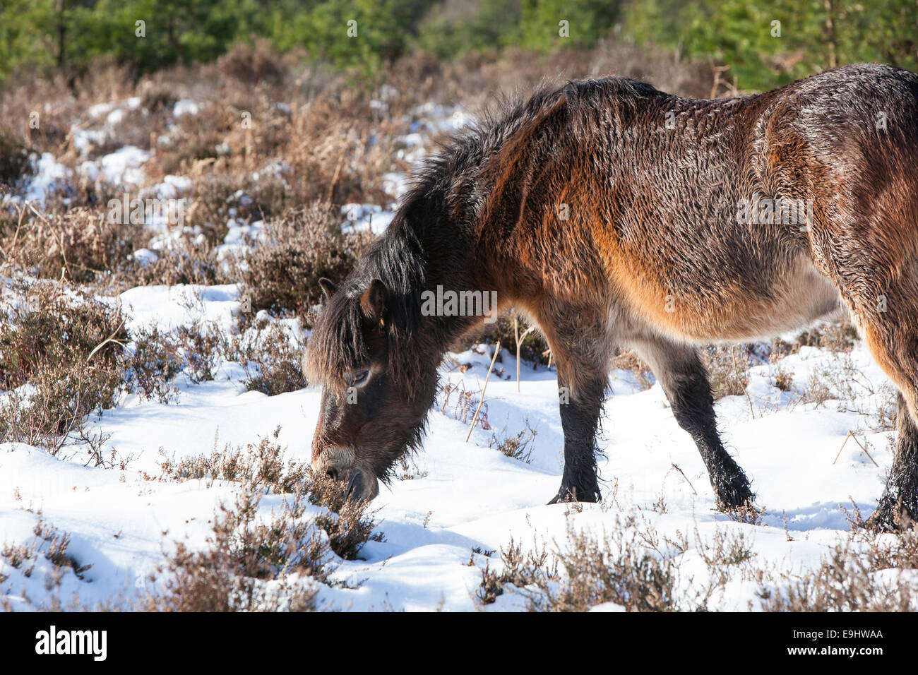 Un pony Exmoor alimenta tra la coperta di neve heather a Hindhead comune in inverno. Foto Stock