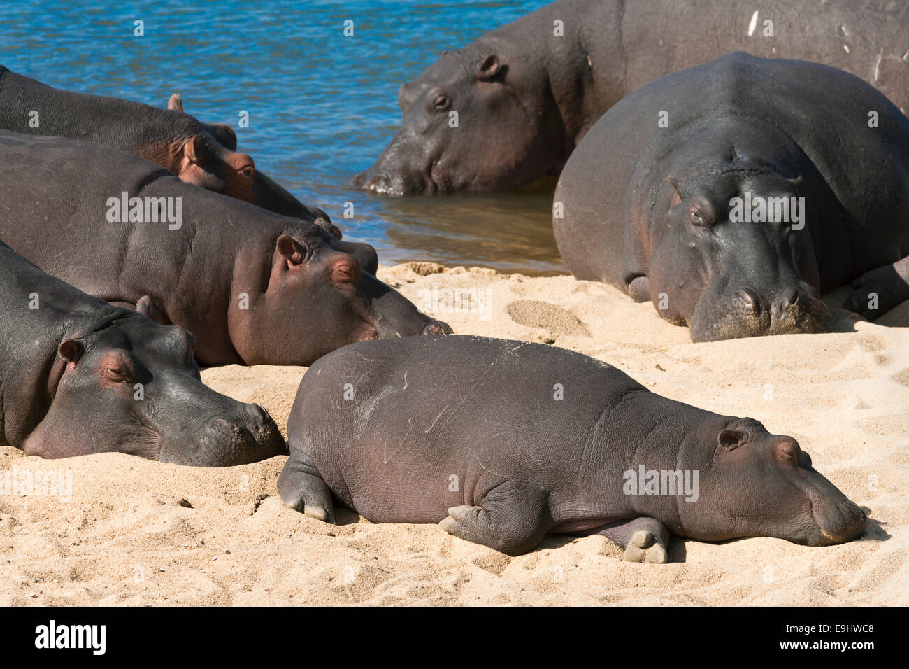 Ippopotamo (Hippopotamus amphibius) dormire, Parco Nazionale Kruger, Mpumalanga, Sud Africa Foto Stock