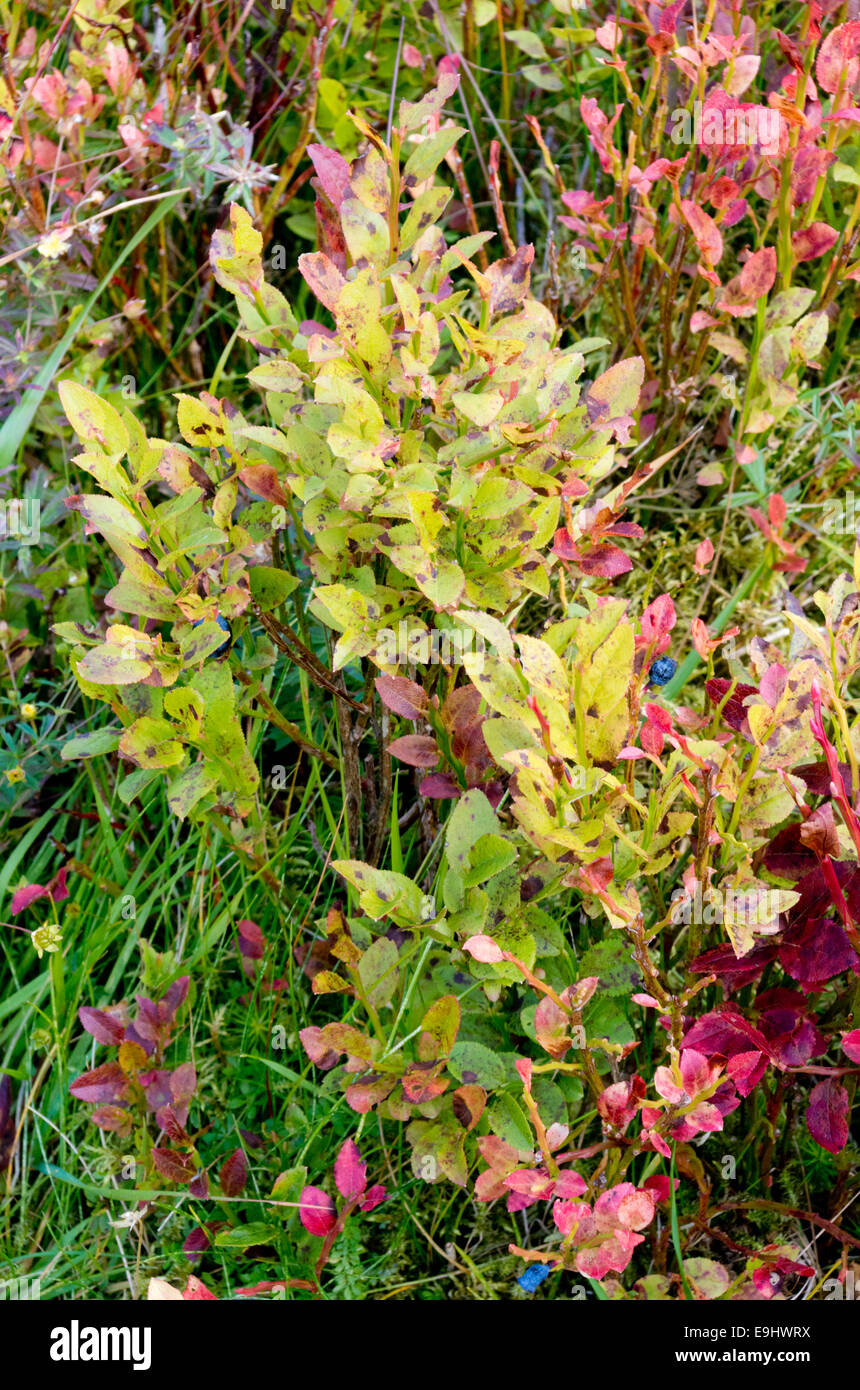 Vaccinium myrtillus ( Comune ) di mirtillo europeo, REGNO UNITO Foto Stock