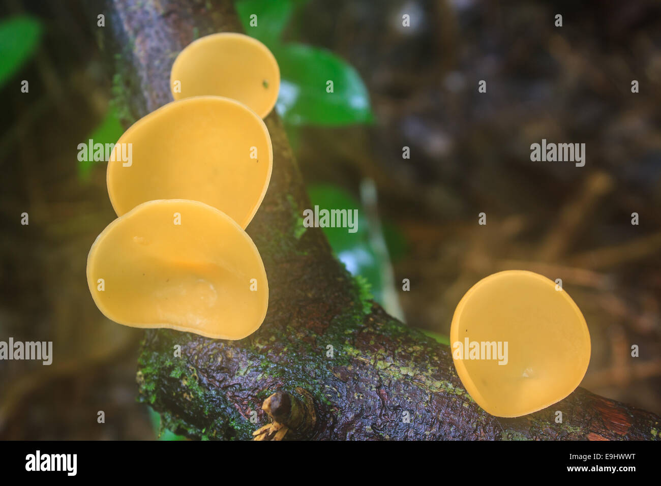 Champagne di funghi (funghi Cup) sulla natura dello sfondo. Foto Stock