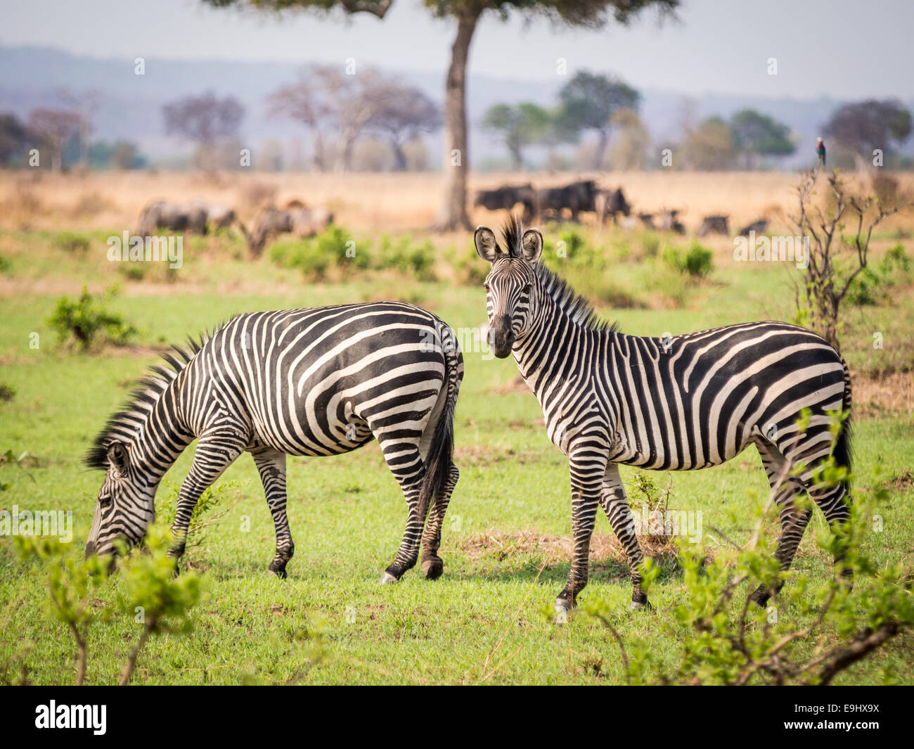 Due zebre mangiare erba verde sulla savana in un parco nazionale in Tanzania Africa Orientale. Orientamento orizzontale. Foto Stock