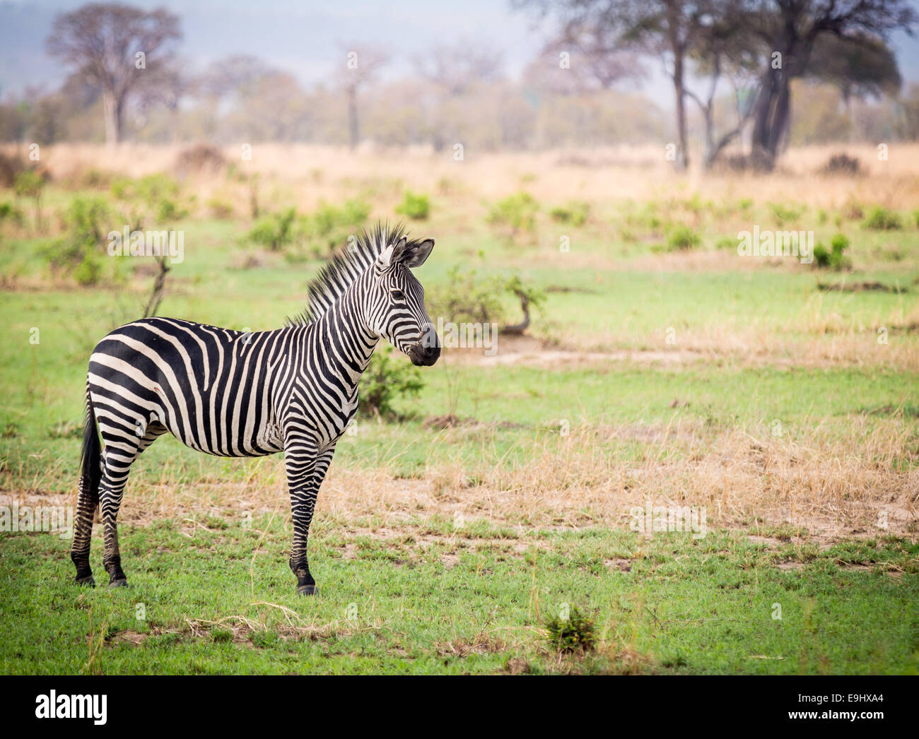 Una zebra sull'erba verde sulla savana in un parco nazionale in Tanzania Africa Orientale. Orientamento orizzontale. Foto Stock