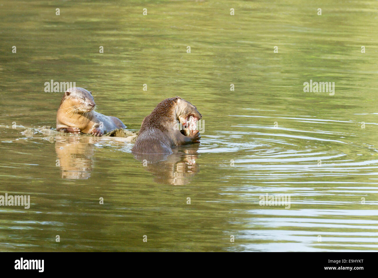 Liscio rivestito di lontra (Lutrogale perspicillata) in habitat di mangrovie, Singapore Foto Stock