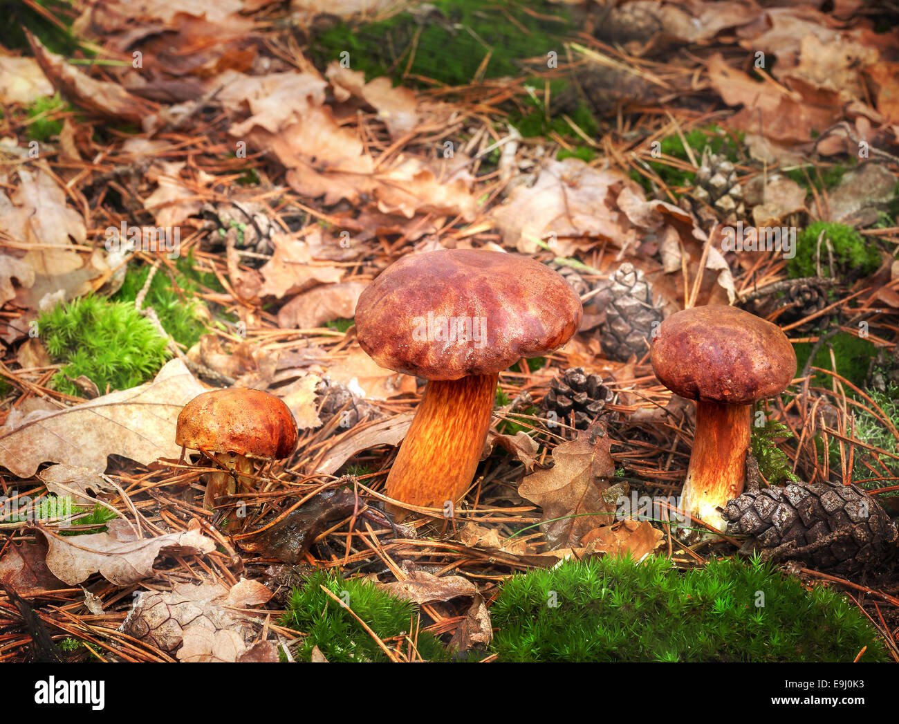 Tre autunnale di funghi nella foresta. Foto Stock