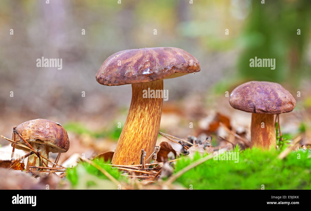 Tre autunnale di funghi nella foresta. Foto Stock