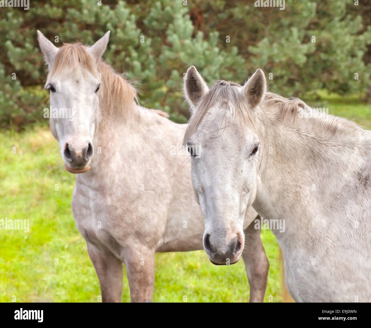 Due giovani cavalli sul pascolo. Foto Stock