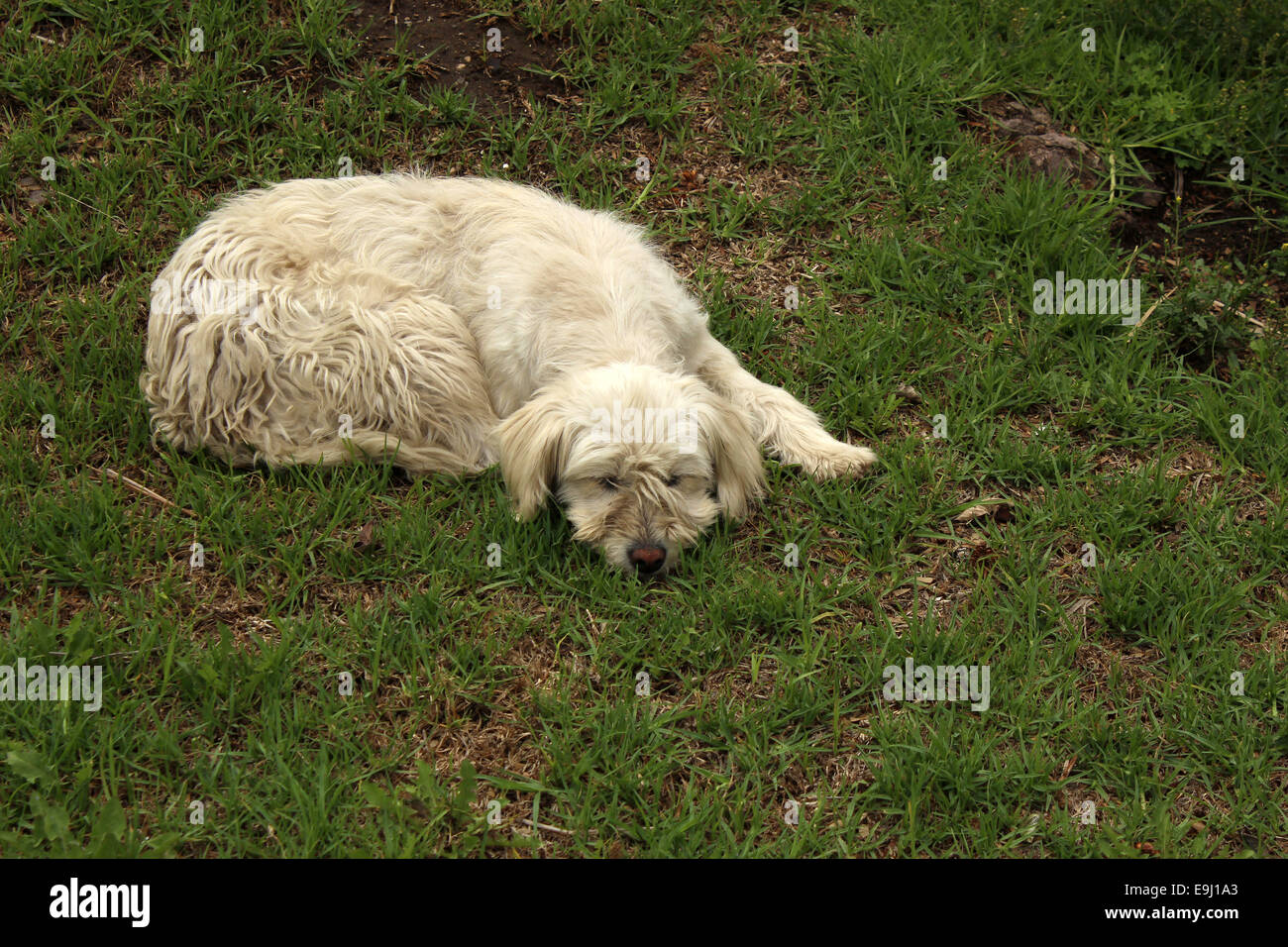 Un cane bianco giacente in un campo di erba in un parco in Cotacachi, Ecuador Foto Stock