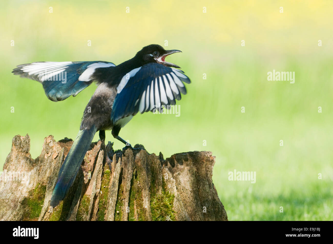 Gazza europea (Pica pica) appollaiato su un albero marcio moncone coperte di muschio Foto Stock
