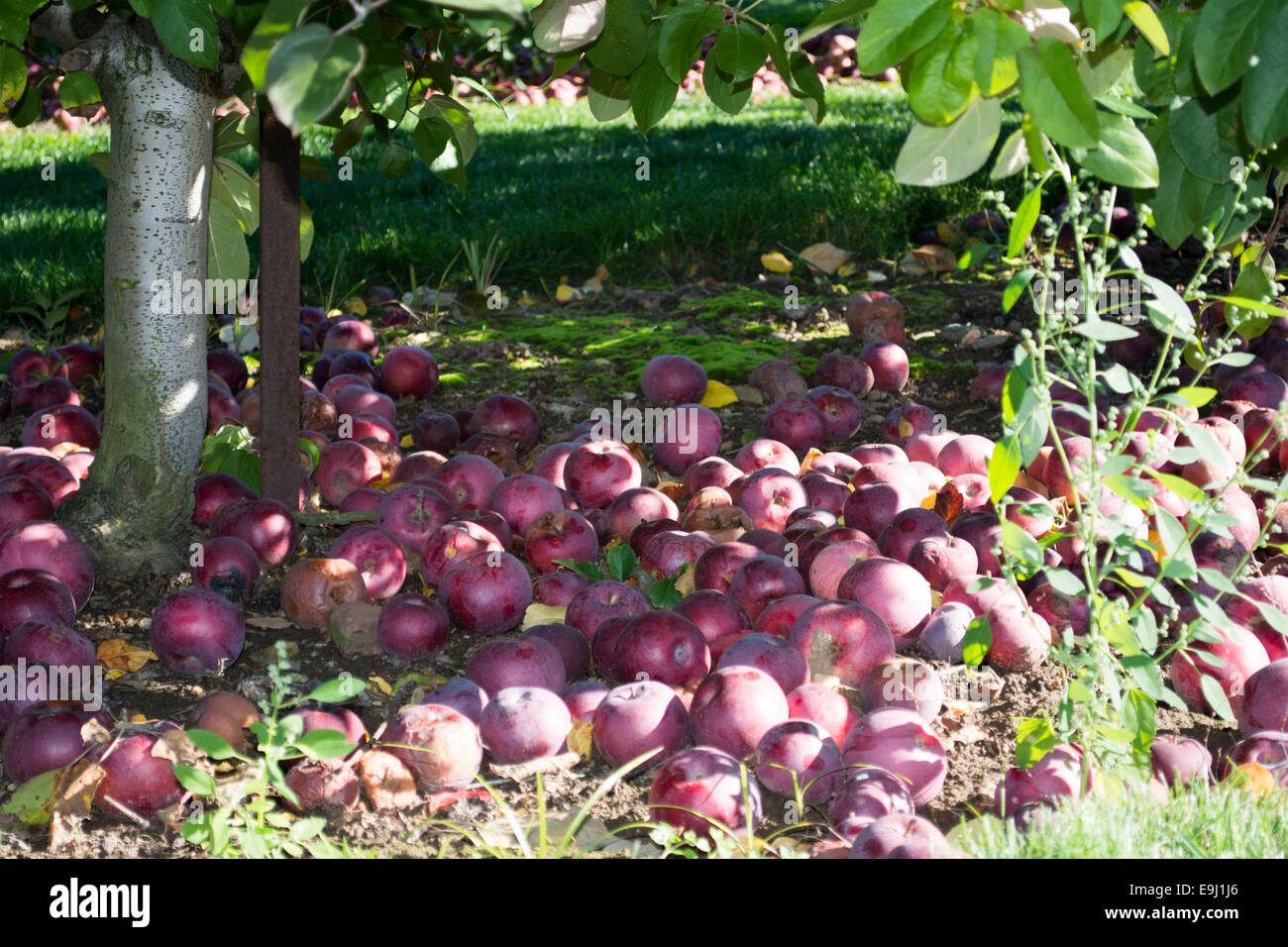 Le mele rosse sul terreno Foto Stock