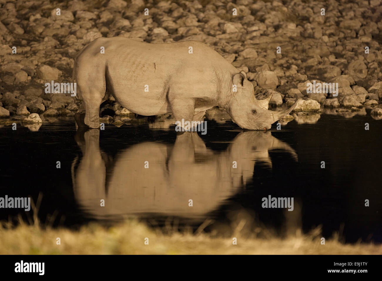 Il rinoceronte nero, Diceros simum, Bull, bere di notte, Okaukuejo Waterhole, il Parco Nazionale di Etosha, Namibia Foto Stock