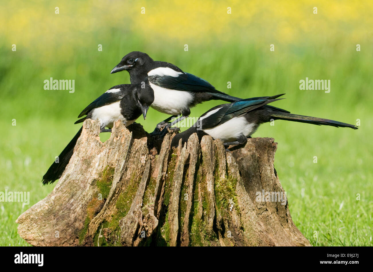 Unione gazze (Pica pica) appollaiato su un albero marcio moncone coperte di muschio Foto Stock