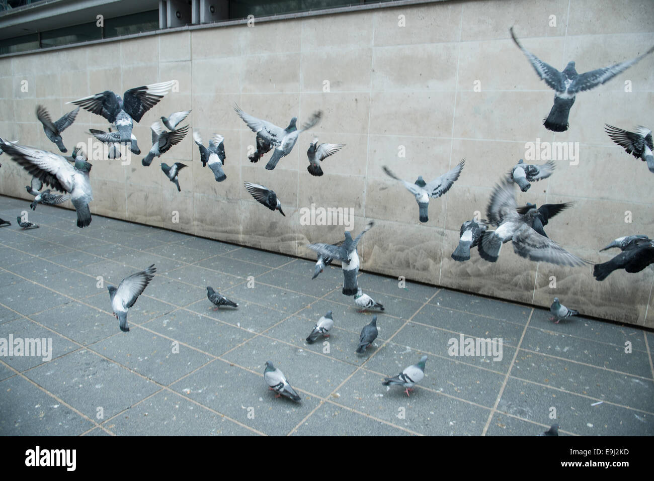 Un gregge di piccioni urbani di decollo a metà in aria Foto Stock