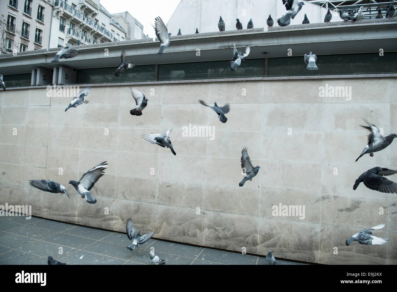 Un gregge di piccioni urbani di decollo a metà in aria Foto Stock