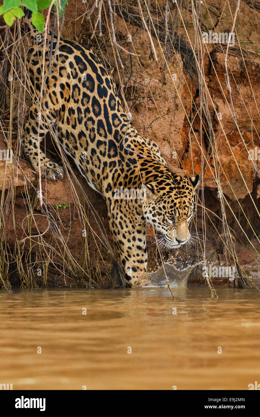 Wild jaguar il salto in un fiume nel Pantanal, Brasile Foto Stock