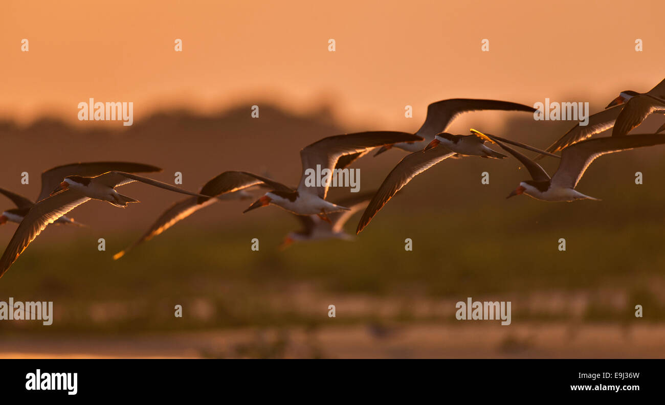 Skimmer nero (Rynchops niger), una terna come uccello, sorvolando un fiume nel Pantanal al tramonto Foto Stock