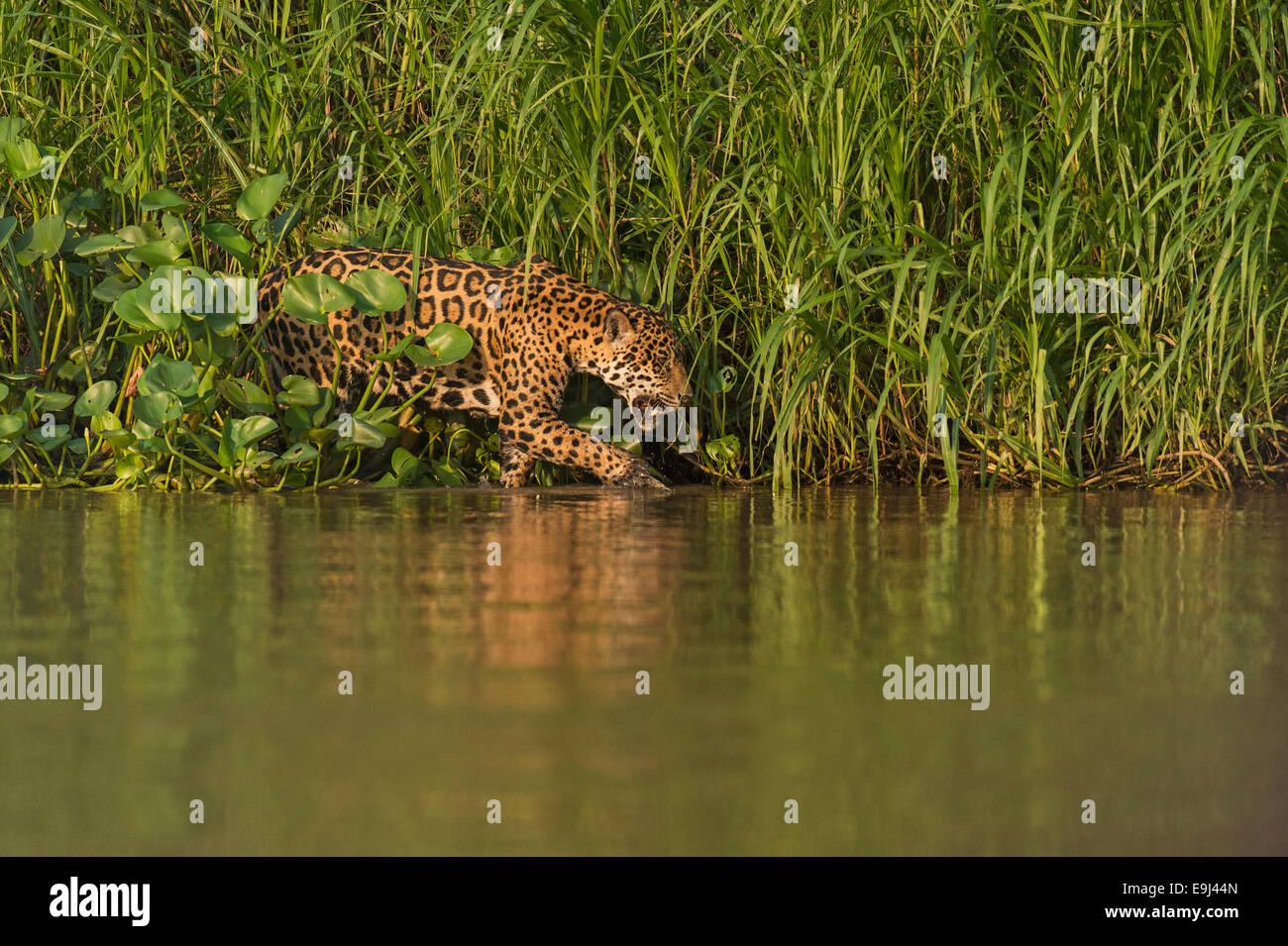 Wild Jaguar passeggiate sulle rive di un fiume del Pantanal, Brasile Foto Stock
