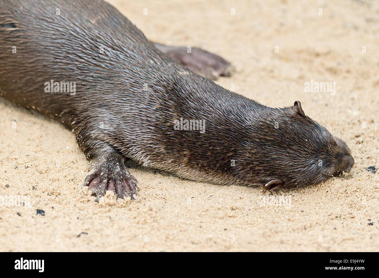 Liscio rivestito di lontra (Lutrogale perspicillata) in habitat di mangrovie, Singapore Foto Stock