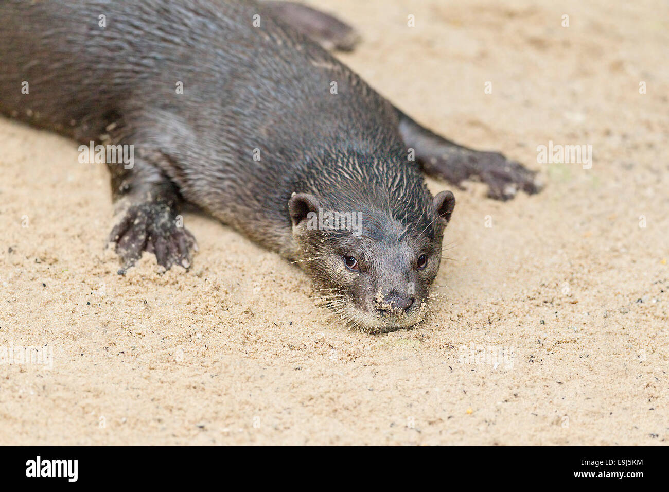 Liscio rivestito di lontra (Lutrogale perspicillata) in habitat di mangrovie, Singapore Foto Stock